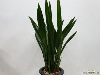 산천보세 기타 동양란