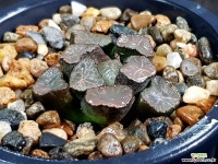 미문만상 67-36 하월시아