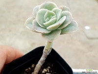 러블리로즈 60-250 다육식물