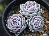 블루서프라이즈 군생 S0152 다육식물