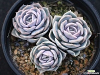 블루서프라이즈 군생 S0152 다육식물