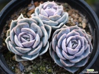 블루서프라이즈 군생 S0152 다육식물