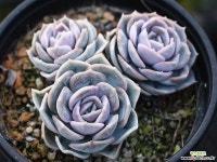 블루서프라이즈 군생 S0152 다육식물