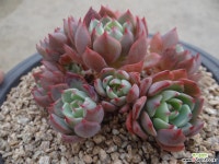 10-24 나나후크미니묵은둥이 다육식물