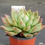 1024-354 다육식물