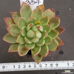 1024-354 다육식물