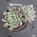 1024-355 다육식물