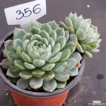 1024-356 다육식물