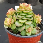 1024-358 다육식물