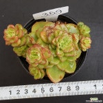 1024-359 다육식물