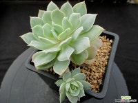 sp 10-745 다육식물