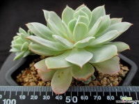 sp 10-745 다육식물