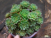 미니뫙비황묵은한몸 1024-062 다육식물