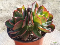 줄라이나 0605 1024 다육식물