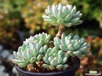 블루엘프 목대 S0839 다육식물