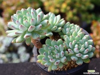 블루엘프 목대 S0839 다육식물