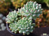 블루엘프 목대 S0839 다육식물