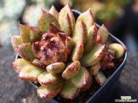 흑장미 군생 S0795 다육식물