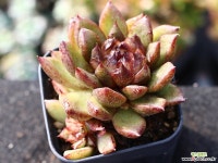 흑장미 군생 S0795 다육식물