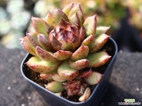 흑장미 군생 S0795 다육식물