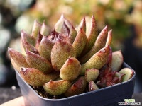 흑장미 군생 S0795 다육식물