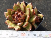 흑장미 군생 S0795 다육식물