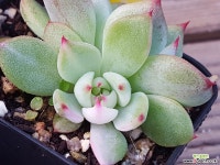 치와와금 다육금