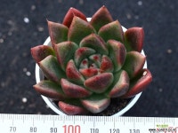 알바로즈 S0191 다육식물