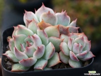 핑크팁스 군생 S0132 다육식물