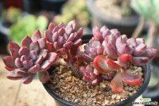 보라빛향기 퍼플드림 다육식물