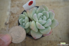 (10月)아이시그린9 다육식물