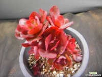 수연금무지성 1028-1377 다육식물