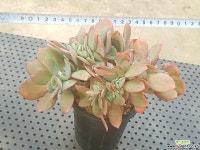 줄리아철화 62-404 다육식물