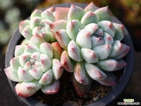 써브림 군생 S0756 다육식물