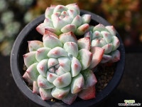 써브림 군생 S0756 다육식물