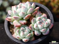 써브림 군생 S0756 다육식물