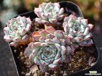 화이트미니마 군생 S0826 다육식물