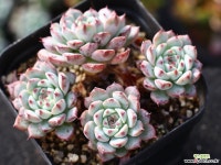 화이트미니마 군생 S0826 다육식물