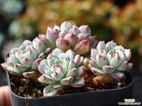 화이트미니마 군생 S0826 다육식물