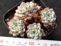 화이트미니마 군생 S0826 다육식물