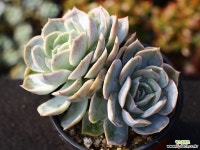 블루서프라이즈 군생 S0469 다육식물