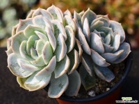 블루서프라이즈 군생 S0469 다육식물