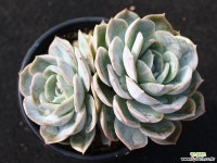 블루서프라이즈 군생 S0469 다육식물