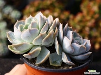 블루서프라이즈 군생 S0469 다육식물