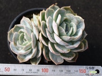 블루서프라이즈 군생 S0469 다육식물