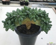 천대전송철화_x75(191029) 다육철화