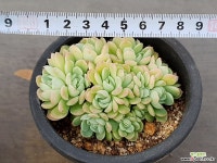 크리스탈 4-144 다육식물