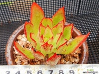 청전의사 1029-2 다육식물