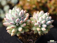 크라운볼 군생 S0540 다육식물
