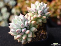 크라운볼 군생 S0540 다육식물